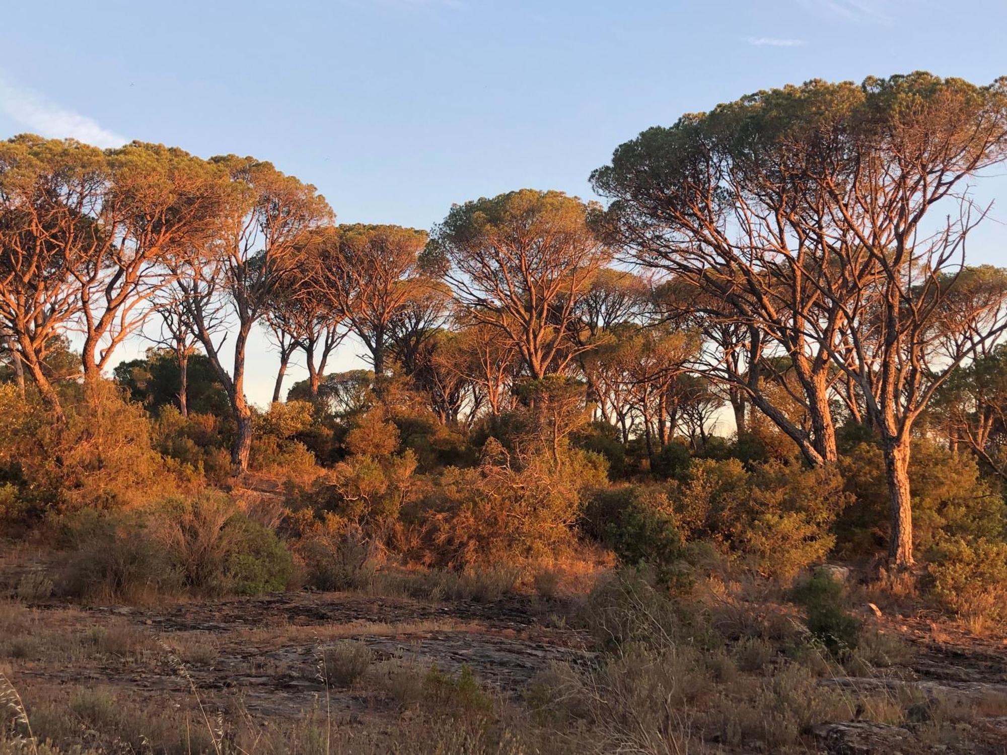 Sous Les Pins Parasols Vidauban Zewnętrze zdjęcie