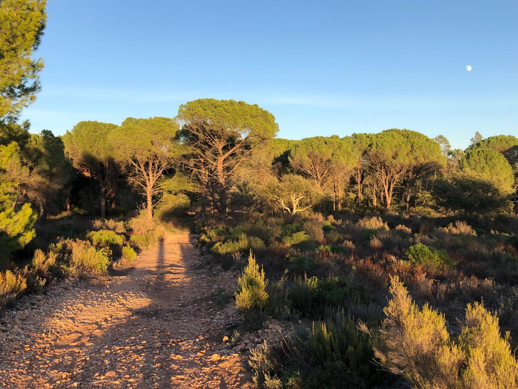 Sous Les Pins Parasols Vidauban Zewnętrze zdjęcie