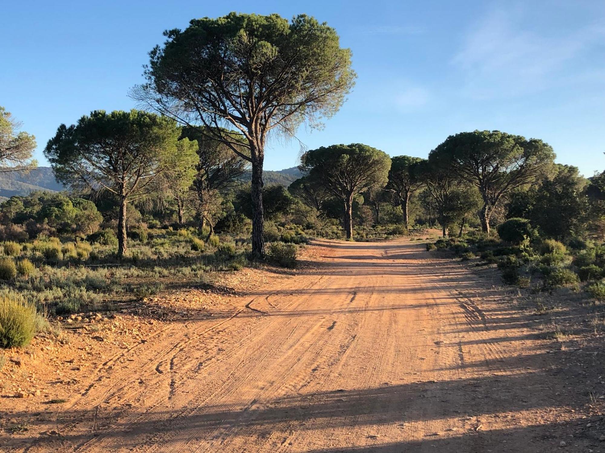 Sous Les Pins Parasols Vidauban Zewnętrze zdjęcie