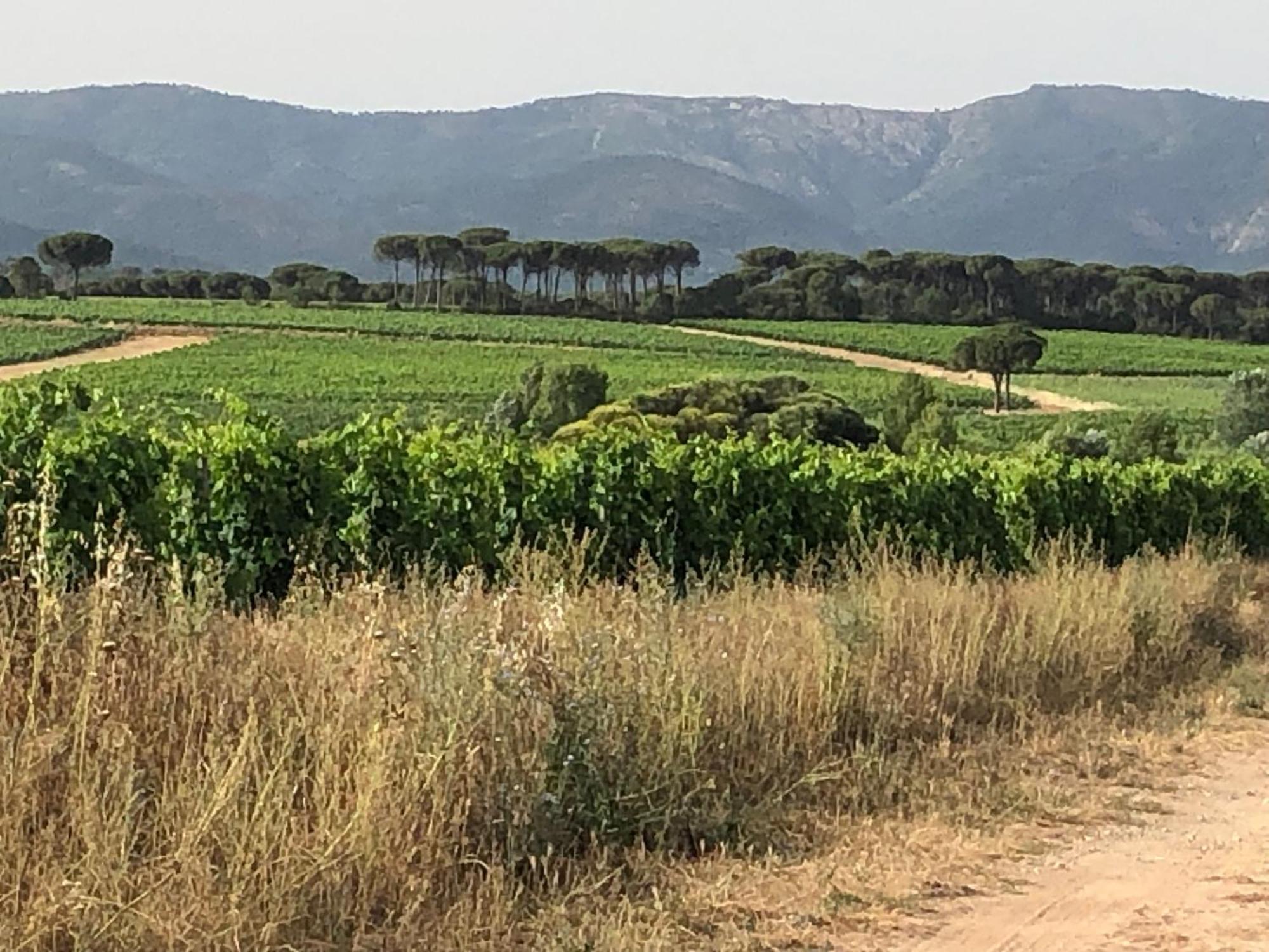 Sous Les Pins Parasols Vidauban Zewnętrze zdjęcie