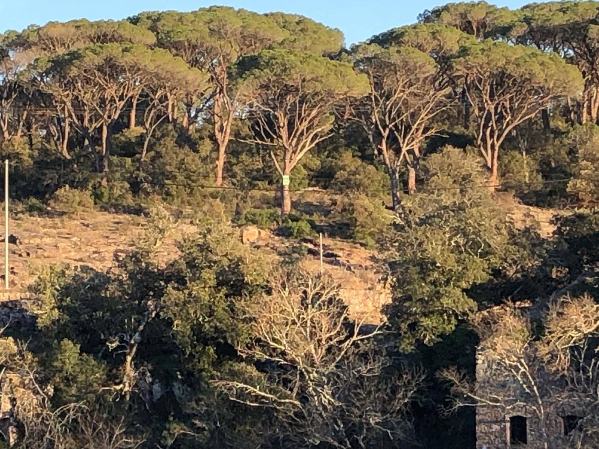 Sous Les Pins Parasols Vidauban Zewnętrze zdjęcie