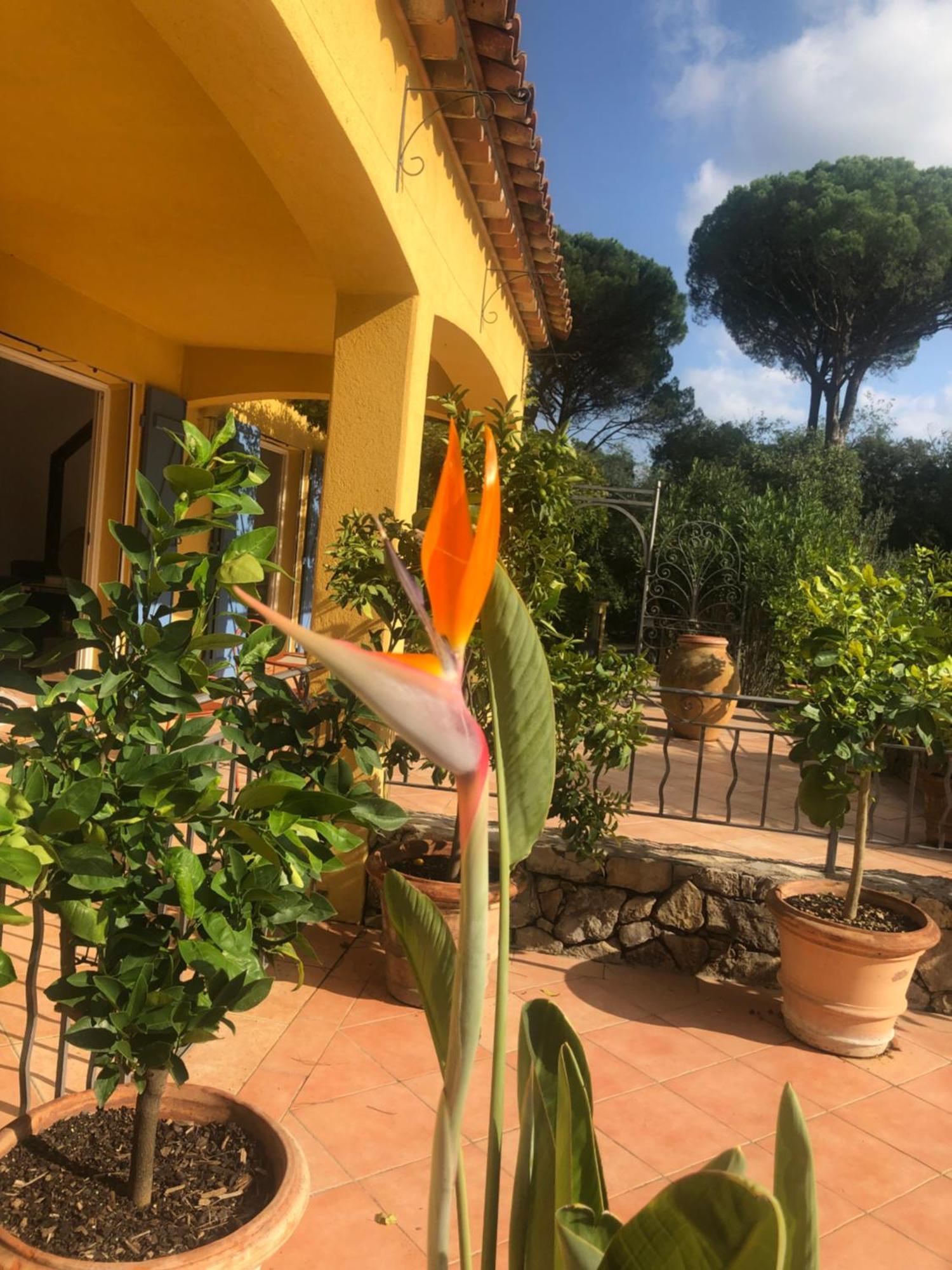 Sous Les Pins Parasols Vidauban Zewnętrze zdjęcie